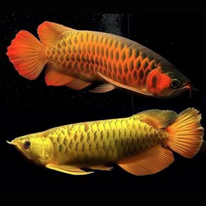 Nuoi-ca-rong-co-nhieu-y-nghia-phong-thuy